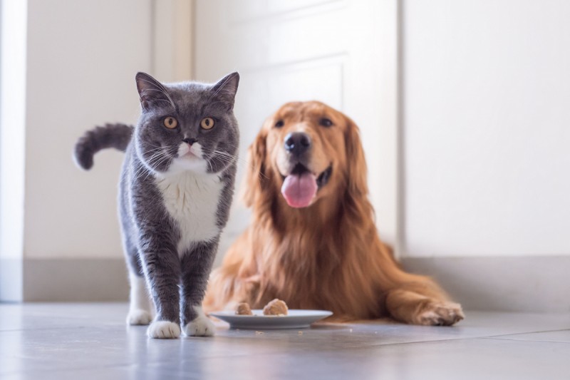 Information for pet-owners moving to Spain or taking on new pets