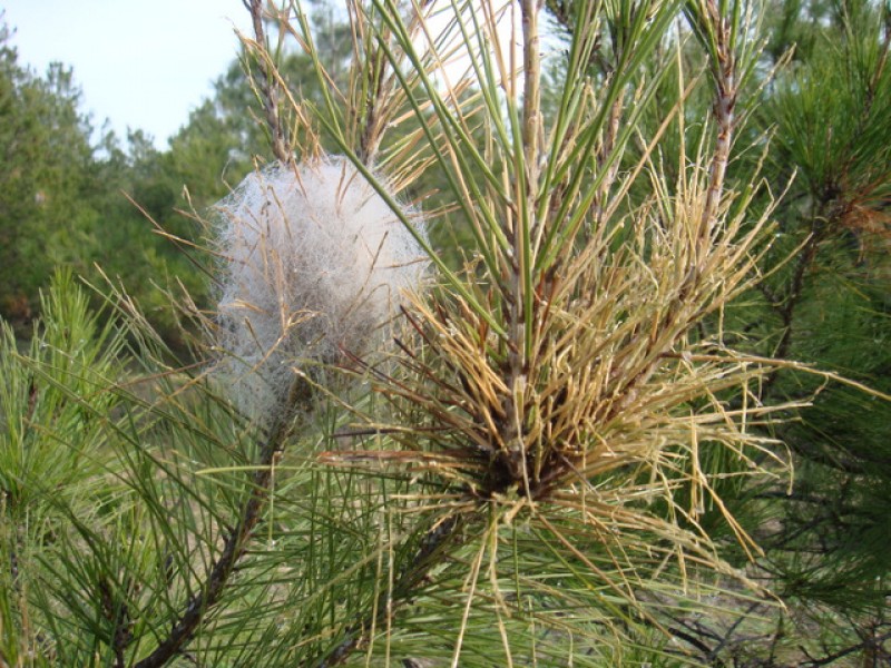 The pine processionary caterpillar, a serious threat to dogs and cats in Spain