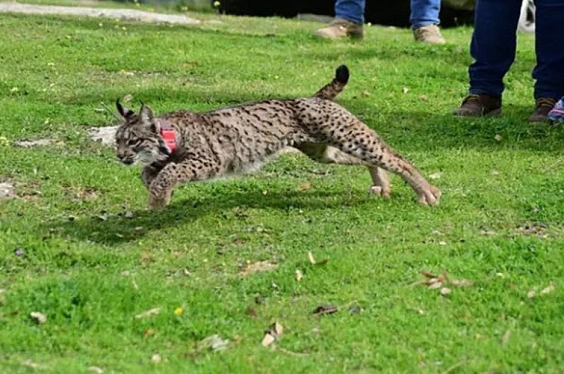 <span style='color:#780948'>ARCHIVED</span> - Iberian Lynx released in Sevilla as part of reintroduction programme; Life Lynx Connect