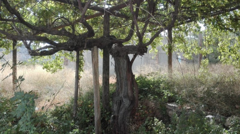 <span style='color:#780948'>ARCHIVED</span> - Free vines in Berja, Almeria, to preserve historical grape varieties