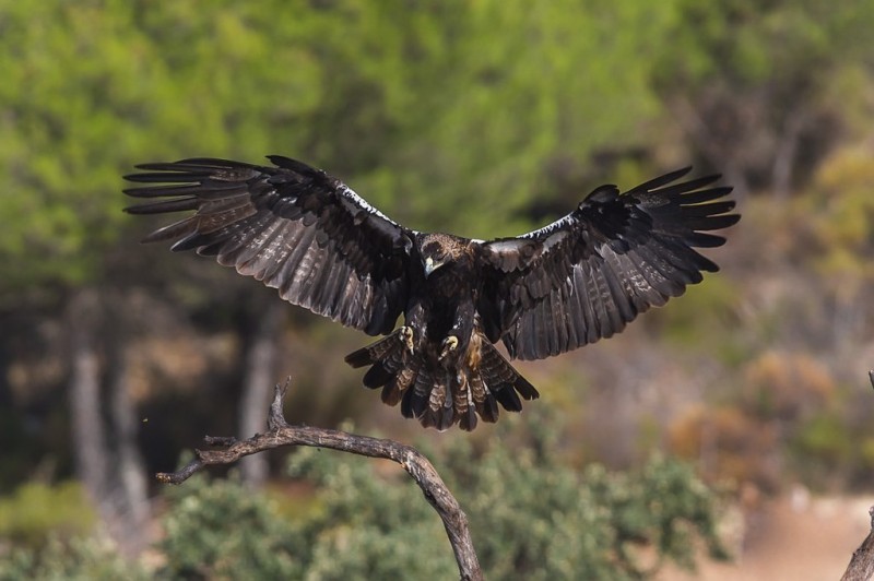 <span style='color:#780948'>ARCHIVED</span> - Game warden suspected of shooting Spanish Imperial Eagle in Seville