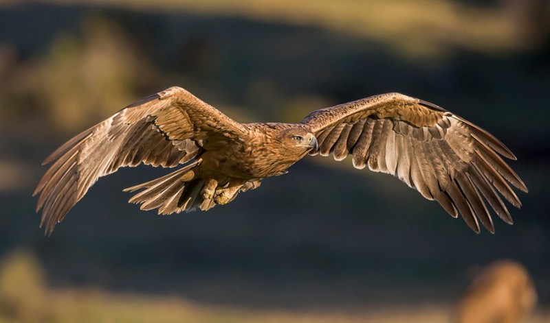 <span style='color:#780948'>ARCHIVED</span> - Efforts to support the Spanish imperial eagle breed results in Andalucía
