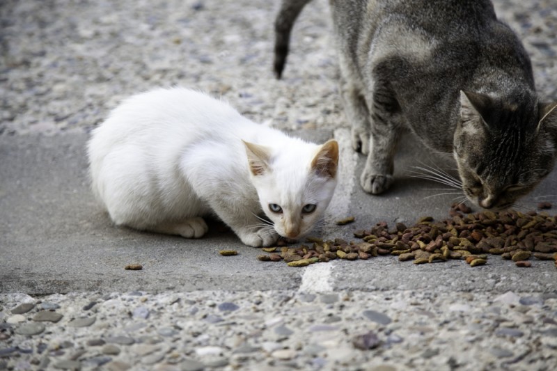 <span style='color:#780948'>ARCHIVED</span> - Malaga council works towards goal of not putting down any stray domestic animals