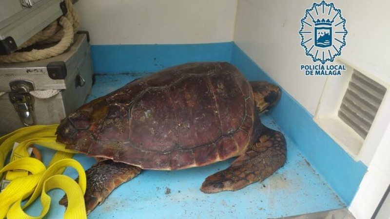 <span style='color:#780948'>ARCHIVED</span> - Loggerhead turtle rescued on Malaga beach with mouth full of plastic