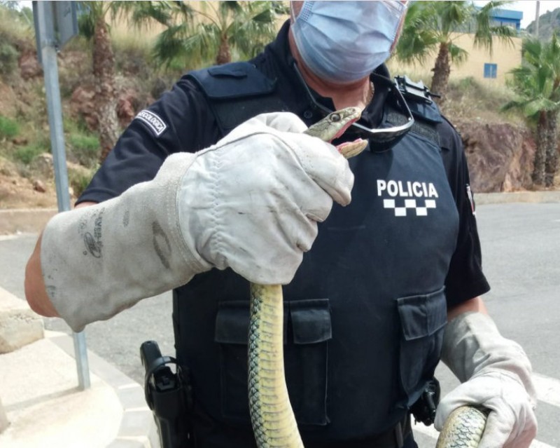 <span style='color:#780948'>ARCHIVED</span> - 2-metre bastard snake found in Murcia garage