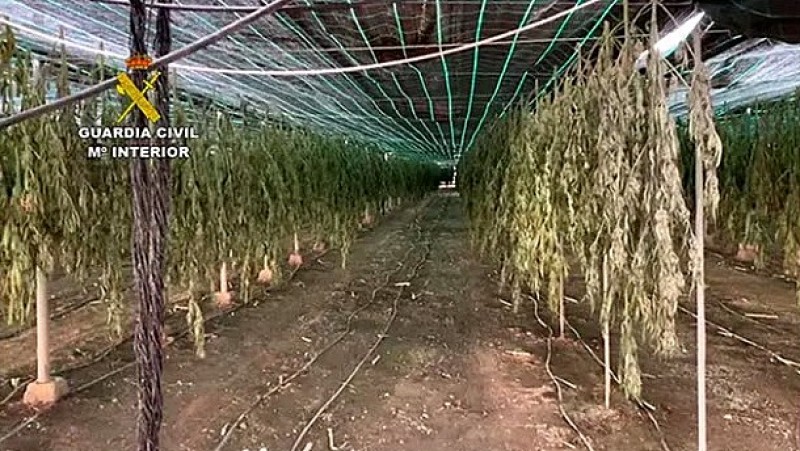 <span style='color:#780948'>ARCHIVED</span> - Police in Almeria seize over 60,000 cannabis plants in drug trafficking operation