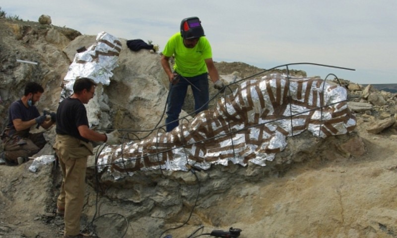 <span style='color:#780948'>ARCHIVED</span> - 145-million-year-old dinosaur neckbone fossil discovered in Teruel