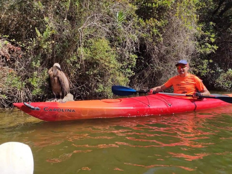 <span style='color:#780948'>ARCHIVED</span> - Griffon vulture rescued by kayak in Hornachuelos, Córdoba