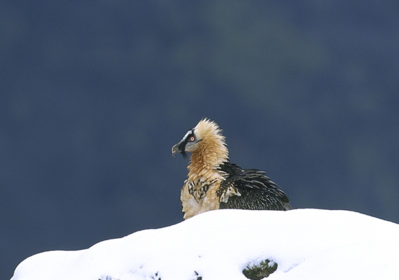 <span style='color:#780948'>ARCHIVED</span> - Bearded vulture population on the rise in Andalusia