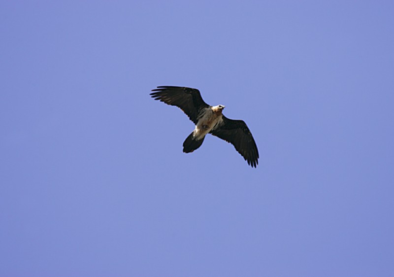 <span style='color:#780948'>ARCHIVED</span> - Bearded vulture population on the rise in Andalusia