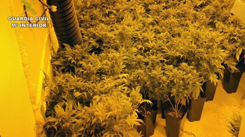 <span style='color:#780948'>ARCHIVED</span> - Over 1,000 marihuana plants found in abandoned Sucina shop