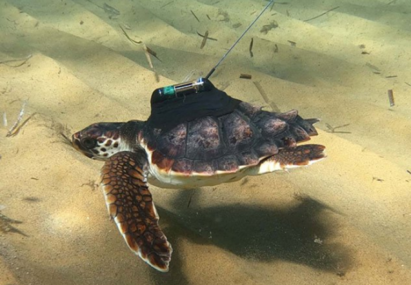 <span style='color:#780948'>ARCHIVED</span> - Dozens of sea turtles released in Andalusia, Tarragona and Ibiza