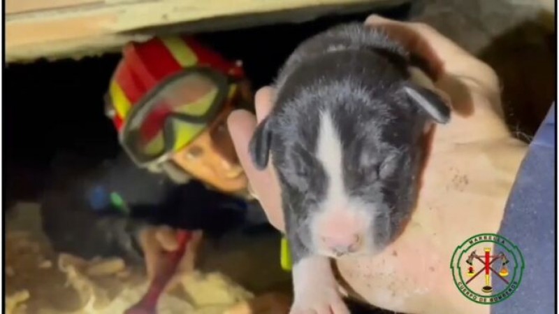 <span style='color:#780948'>ARCHIVED</span> - Newborn puppies rescued from foundations of home in Marbella