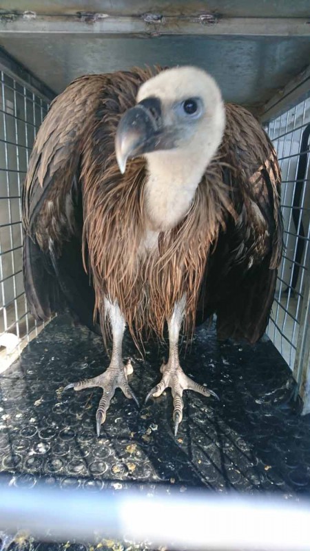 <span style='color:#780948'>ARCHIVED</span> - Griffon vulture rescued from Marbella marina