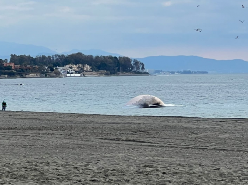 <span style='color:#780948'>ARCHIVED</span> - Watch video: dead whale washes up on Estepona beach