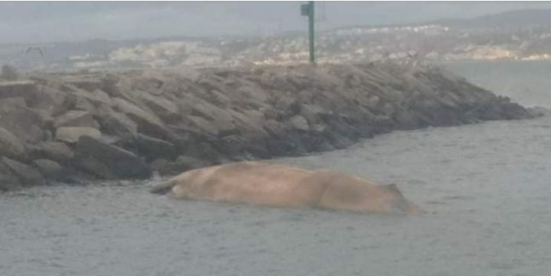 <span style='color:#780948'>ARCHIVED</span> - Body of dead Estepona whale washes back to shore