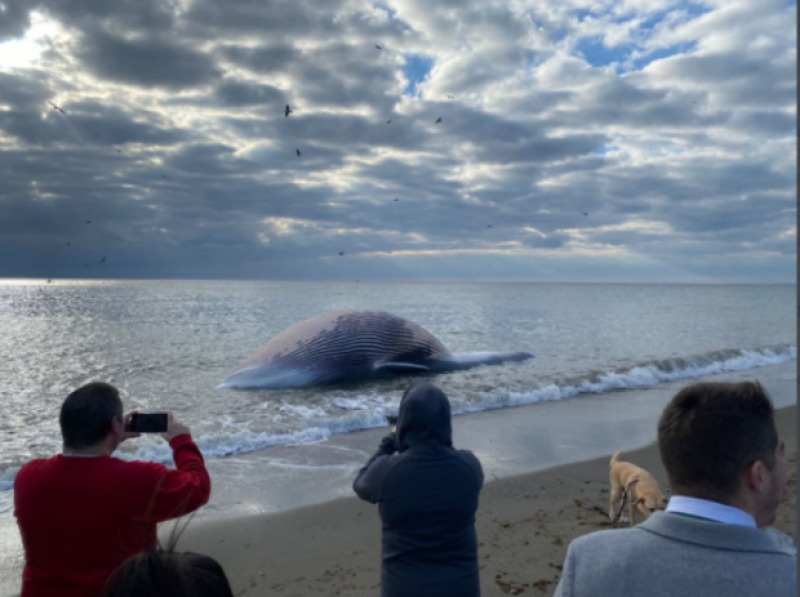 <span style='color:#780948'>ARCHIVED</span> - Body of dead Estepona whale washes back to shore