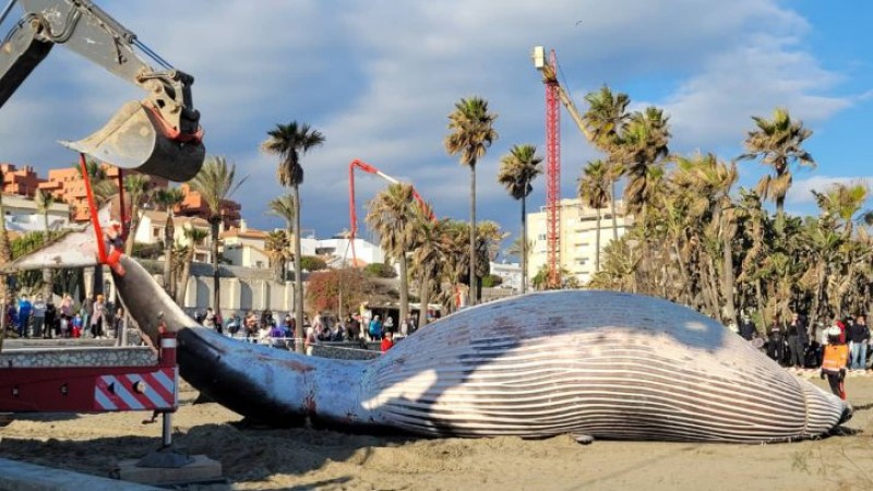 <span style='color:#780948'>ARCHIVED</span> - Probe into death of 10 dolphins and a whale washed up on Malaga coastline