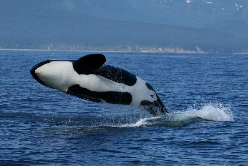 <span style='color:#780948'>ARCHIVED</span> - Drug smugglers fake killer whale attack in Spain