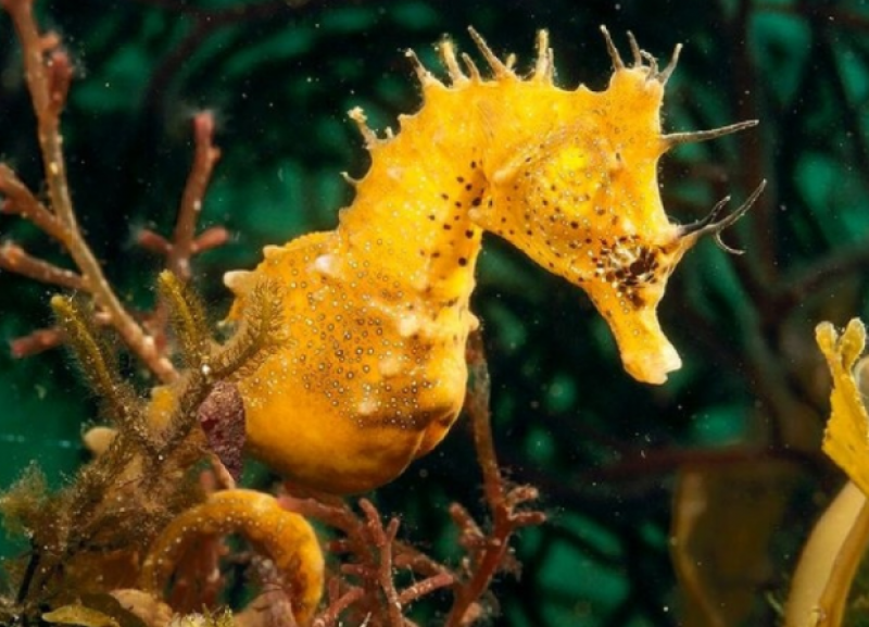 <span style='color:#780948'>ARCHIVED</span> - Aguilas chosen for first marine species cultivation centre in Murcia