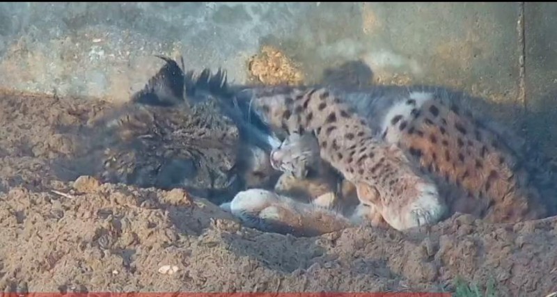<span style='color:#780948'>ARCHIVED</span> - WATCH: Andalucia breeding centre welcomes two litters of Iberian lynx