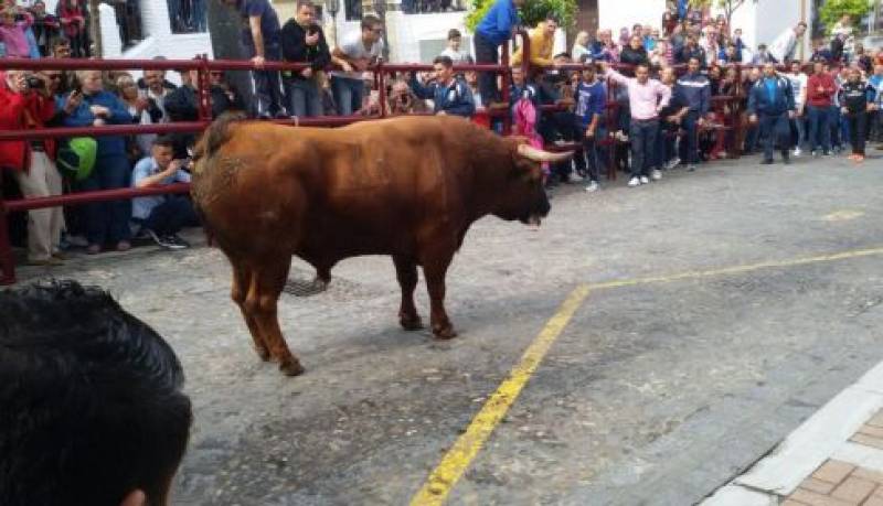 <span style='color:#780948'>ARCHIVED</span> - Man gored and seriously hurt during bullfighting celebrations in Cadiz