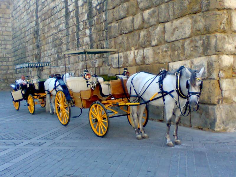 <span style='color:#780948'>ARCHIVED</span> - Seville horse carriage rider thrown off and badly injured