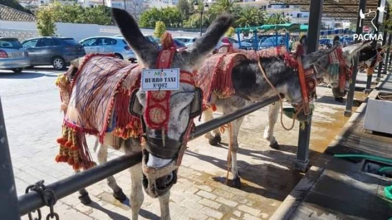 <span style='color:#780948'>ARCHIVED</span> - British vet carries out MOT checks on Mijas donkey tourist taxis in Malaga province