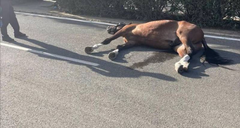 <span style='color:#780948'>ARCHIVED</span> - Horse drops dead at Seville fair from exhaustion