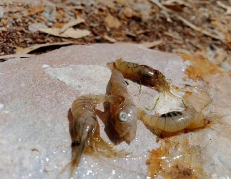 <span style='color:#780948'>ARCHIVED</span> - 5 kilos of dead fish wash up on Mar Menor shore