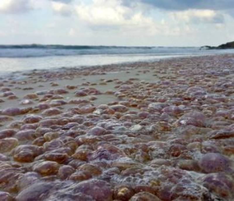 Malaga launches jellyfish invasion surveillance network on beaches this summer