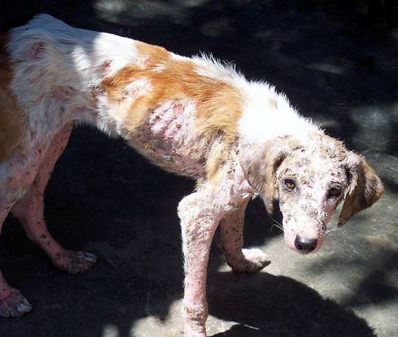 <span style='color:#780948'>ARCHIVED</span> - Malaga animal rescuers jailed for neglect of more than 100 dogs