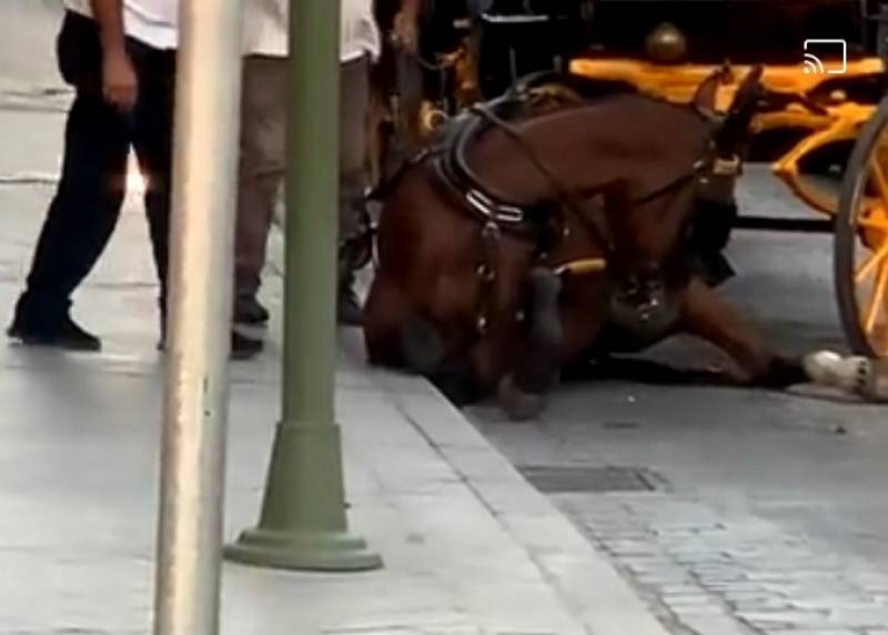 VIDEO: Exhausted carriage horse collapses in Sevilla after pulling tourists for hours in blistering sunshine