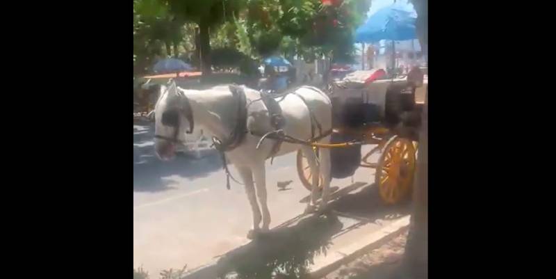<span style='color:#780948'>ARCHIVED</span> - Malaga horse carriage driver arrested for punching foreign tourist and breaking his nose