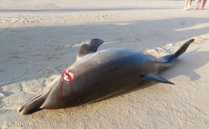 <span style='color:#780948'>ARCHIVED</span> - Dolphin killed after being struck by boat in Cadiz, Andalusia