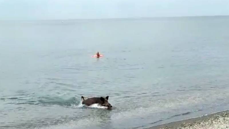 <span style='color:#780948'>ARCHIVED</span> - WATCH: Huge wild boar emerges from the sea in Malaga in front of stunned beachgoers