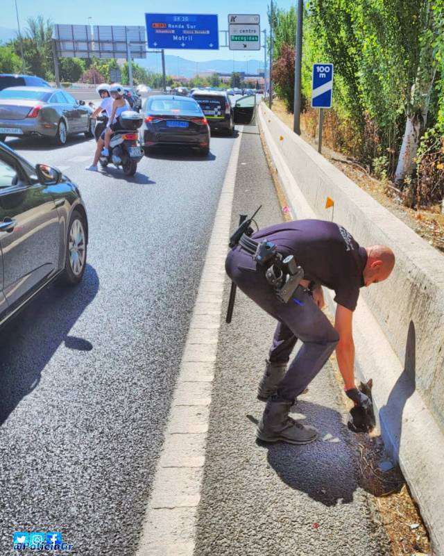 Granada police stop motorway traffic to rescue stray kitten
