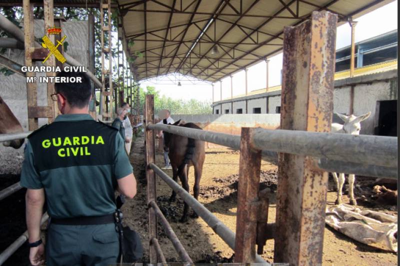 <span style='color:#780948'>ARCHIVED</span> - Horrifying case of animal abuse uncovered at Murcia horse farm