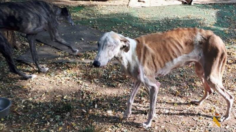 <span style='color:#780948'>ARCHIVED</span> - Dogs at Almeria animal shelter crawling with parasites and dangerously malnourished