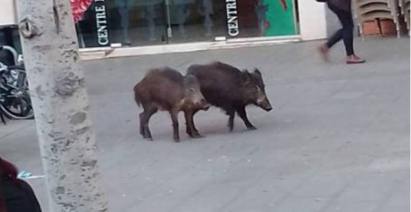 What to do if you encounter a wild boar on the streets of Almeria