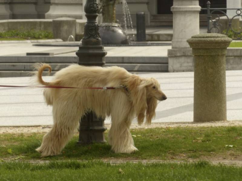 <span style='color:#780948'>ARCHIVED</span> - Dog pee repelling street lights arrive in Almeria