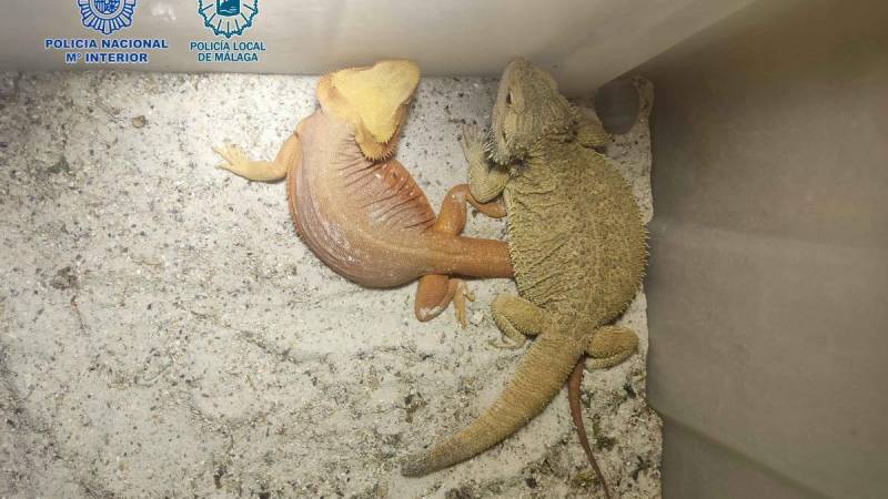 <span style='color:#780948'>ARCHIVED</span> - VIDEO: Smell of hashish alerts Malaga police to drug operation and illegal reptile breeding farm