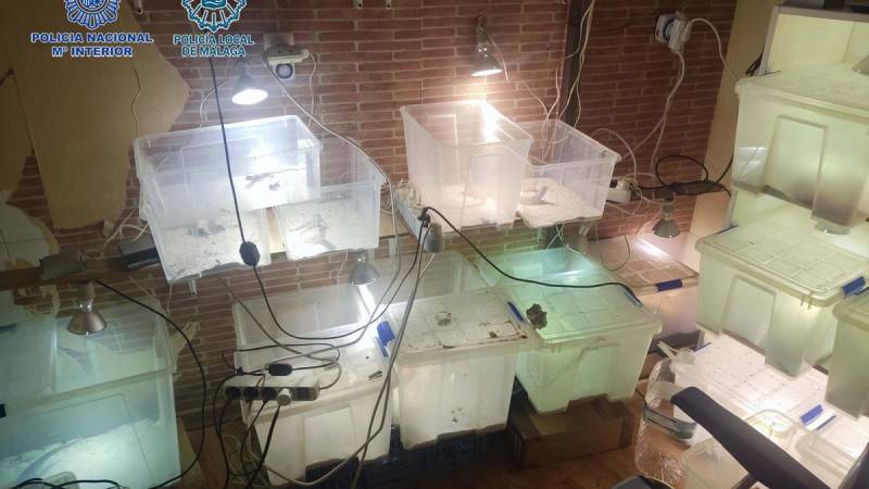 <span style='color:#780948'>ARCHIVED</span> - VIDEO: Smell of hashish alerts Malaga police to drug operation and illegal reptile breeding farm