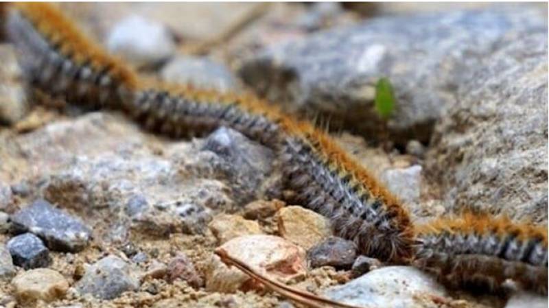 Andalucia acts against the threat of pine processionary caterpillars