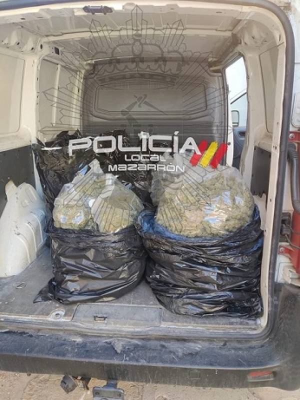 <span style='color:#780948'>ARCHIVED</span> - Marijuana seized by police in Camposol