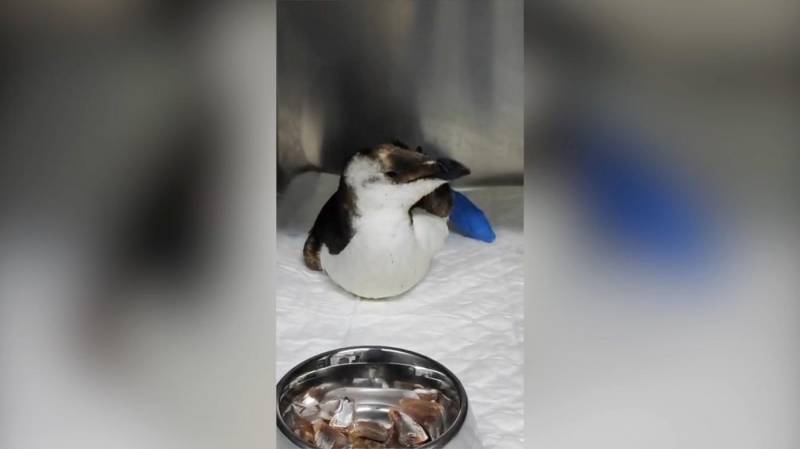 <span style='color:#780948'>ARCHIVED</span> - Disorientated penguin makes rare appearance on a beach in Huelva