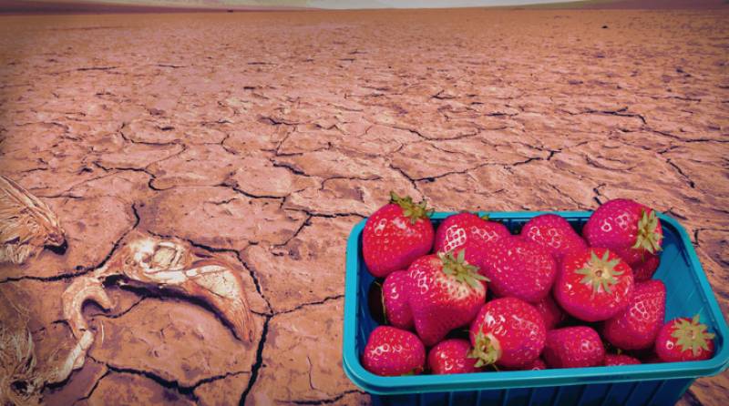 Why is Germany boycotting Spanish strawberries?