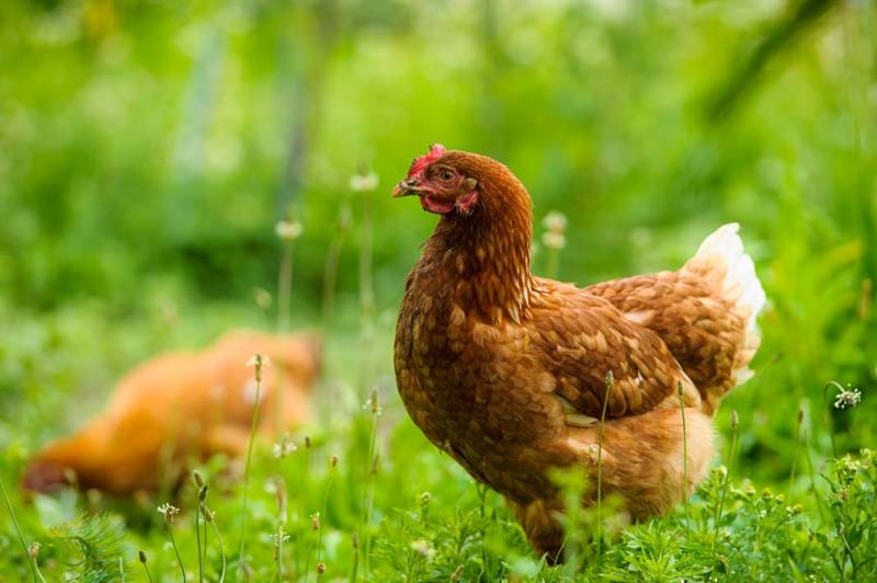 15 hens raped and killed on a private farm in Jaen
