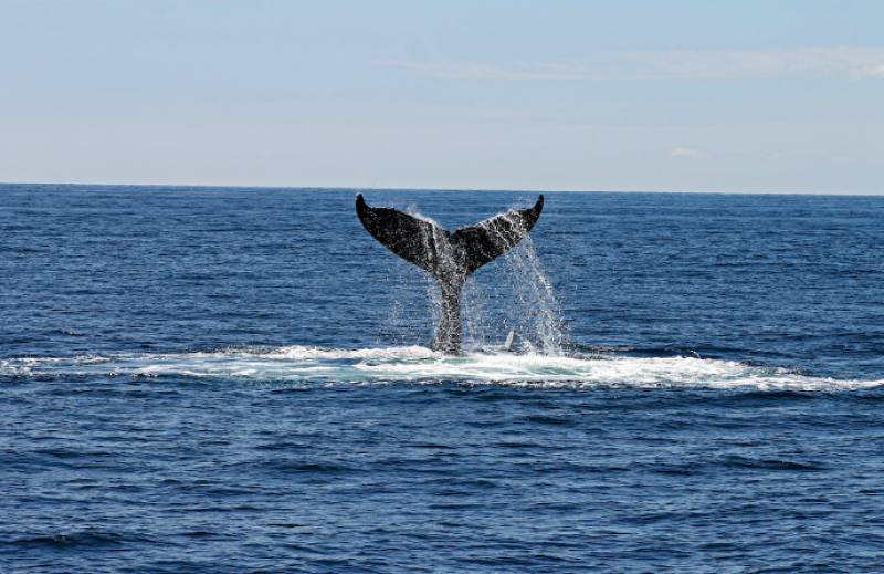 Passenger ferry smashes into sperm whale off the coast of Tenerife