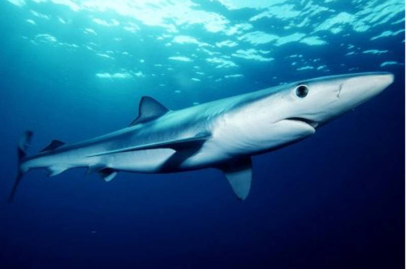 Spanish marine biologists assure tourists there is nothing to fear from recent shark sightings